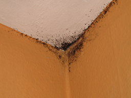 Mold - Mold Inspections on a Yellow Wall