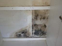 Mold - Mold Inspections White Walll