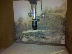 Mold - Mold Inspections